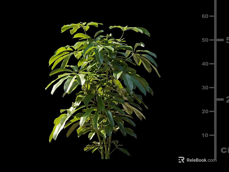 Green Shrub with Lush Green Leaves and Height Measurement Scale on Black 3d model 