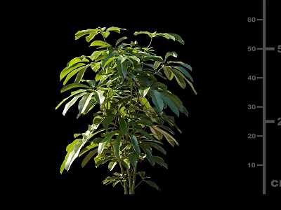 Green Shrub with Lush Green Leaves and Height Measurement Scale on Black 3d model