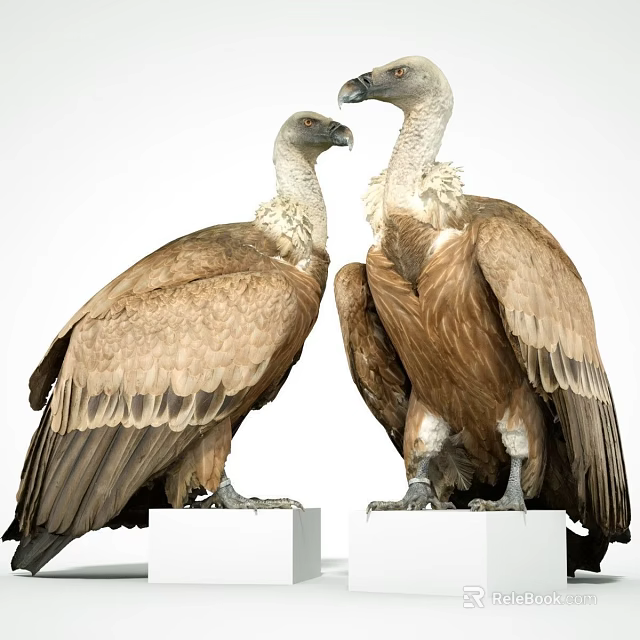 Large Vultures With Brown And White Feathers Standing On White Platforms 3d model 