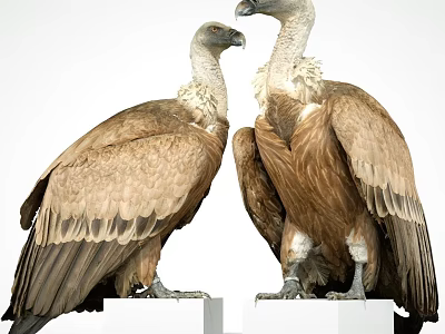 Large Vultures With Brown And White Feathers Standing On White Platforms 3d model