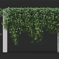 Lush Green Vines Covering White Pillar Archway With Hanging Leaves and Small White Flowers