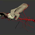 Medical Device 3D Anatomical Model of Human Bone with Blood Vessels