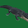 Black Crocodile With Open Mouth And Sharp Teeth On Green Background Showing Fierce Look