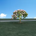 Beautiful Pink Flowering Tree In Green Grass Field With Blue Sky And White Clouds
