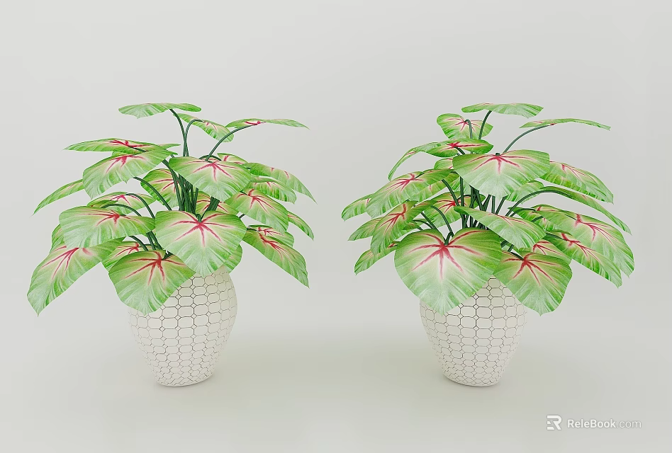 Lush Green Leafy Plants With Red Veined Leaves And White Mesh Pots For Home Decor 3d model 