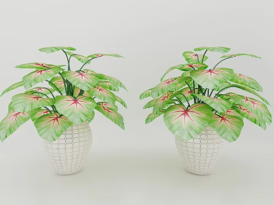 Lush Green Leafy Plants With Red Veined Leaves And White Mesh Pots For Home Decor 3d model