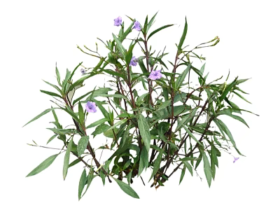 Fresh Green Leafy Plant Featuring Small Purple Flowers And Long Stems 3d model