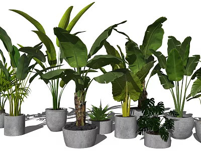 Potted Plants Display With Various Green Leafy Species In Concrete Planters 3d model