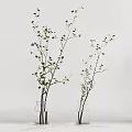 Modern Ceramic Vases With Yellow Twigs White Blossoms And Gold Accents