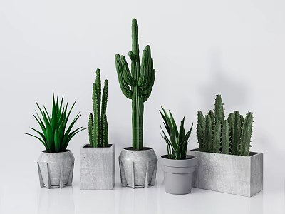 Potted Cactus And Succulent Plants In Cement Pots On White Background 3d model