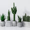 Potted Cactus And Succulent Plants In Cement Pots On White Background