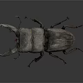 Stag Beetle With Large Prominent Horn And Dark Body Displayed On Gray Background
