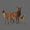 Family of Brown Deer With Adult Male Female and Spotted Baby Fawn on Gray Background