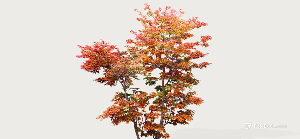 Autumn Arbor with Red and Orange Leaves Lush Branches Isolated on White Background 3d model 