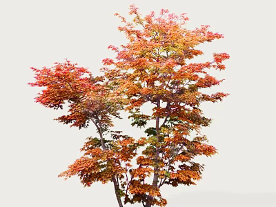 Autumn Arbor with Red and Orange Leaves Lush Branches Isolated on White Background 3d model