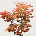 Autumn Arbor with Red and Orange Leaves Lush Branches Isolated on White Background