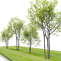 Arbor Structure Display With Wireframe Sketch And Green Leafy Trees 3d model