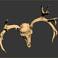 Golden Deer Skull With Large Antlers On Dark Background Showing Reflection