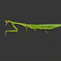 Vibrant Green Praying Mantis Flying Insect with Large Front Legs and Reflective Body Surface