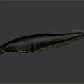 Spotted Green And Black Salamander With Long Body On Gray Background