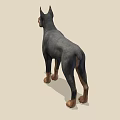 Doberman Pinscher Standing Alert In Profile With Black And Tan Coat Ears Perked