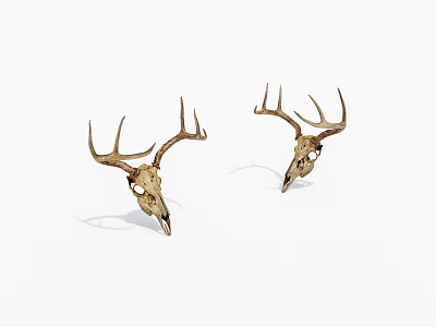 Two Natural Deer Skulls With Antlers Displayed On White Background 3d model