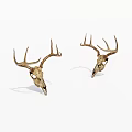 Two Natural Deer Skulls With Antlers Displayed On White Background