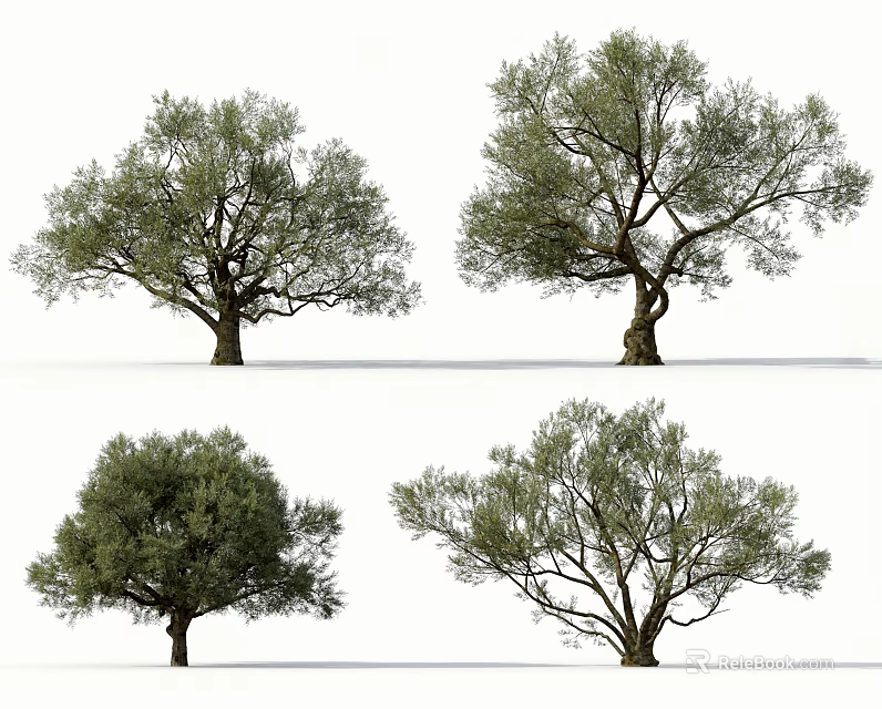 Various Olive Tree Varieties Showcasing Different Foliage Shapes And Natural Structures 3d model 