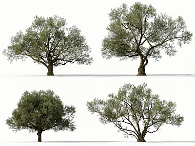Various Olive Tree Varieties Showcasing Different Foliage Shapes And Natural Structures 3d model
