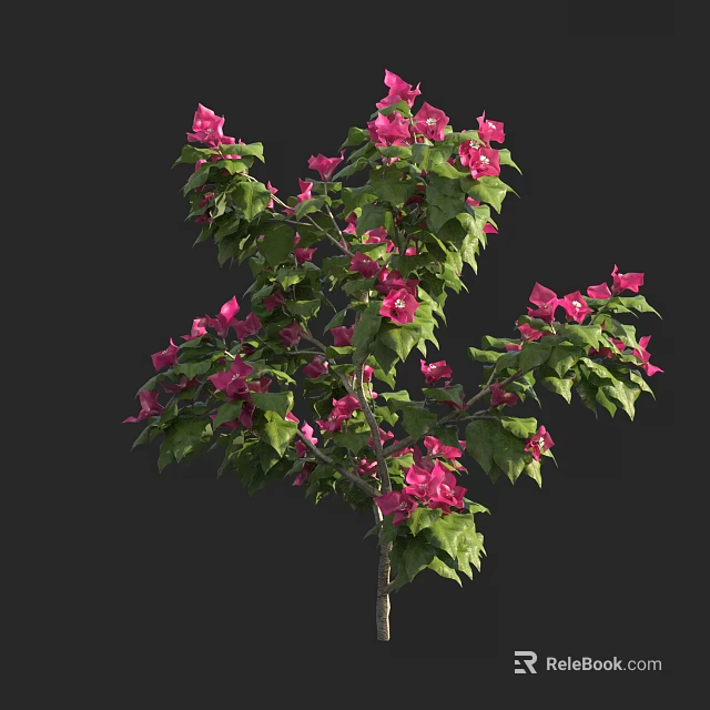 Beautiful Ornamental Tree With Vibrant Pink Flowers And Lush Green Leaves 3d model 