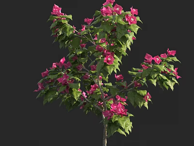 Beautiful Ornamental Tree With Vibrant Pink Flowers And Lush Green Leaves 3d model