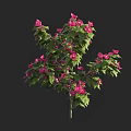 Beautiful Ornamental Tree With Vibrant Pink Flowers And Lush Green Leaves