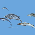 Various Aquatic Fish Species Swimming In Blue Ocean Water With Spotted Patterns And Slender Bodies