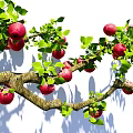 Arbor Apple Tree Red Fuji Apple Branch Garden Fruit Tree Landscape Tree 3d model