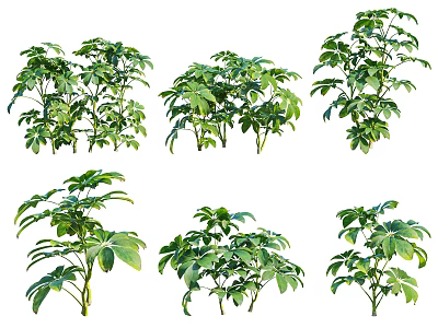 Various Green Leafy Plants In Different Shapes Isolated On White Background 3d model