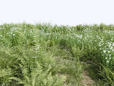 Lush Green Meadow Filled With White Small Flowers Ferns And Various Herbs 3d model
