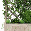 Climbing Vines On Lattice Trellis With Wooden Planter And Green Shrubs