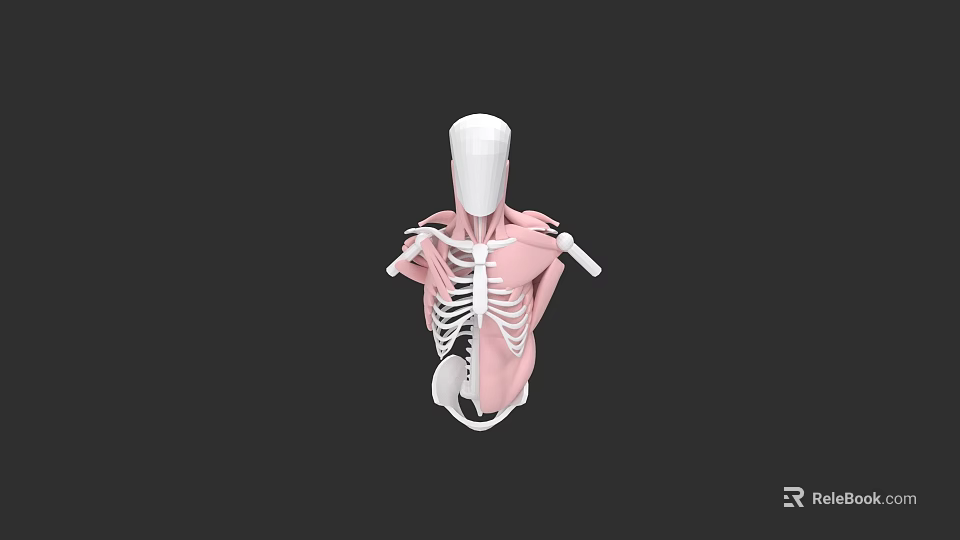 Human Thoracic Cavity Anatomical 3D Model With Rib Cage Sternum And Muscle Structure 3d model 