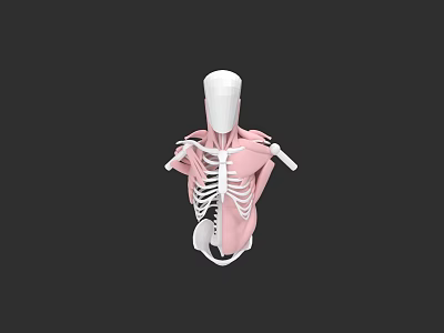 Human Thoracic Cavity Anatomical 3D Model With Rib Cage Sternum And Muscle Structure 3d model