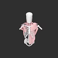 Human Thoracic Cavity Anatomical 3D Model With Rib Cage Sternum And Muscle Structure