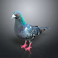 Pigeon With Blue Green Feathers Red Eyes And Pink Feet On Dark Background