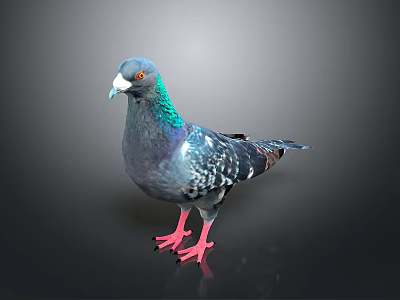 Pigeon With Blue Green Feathers Red Eyes And Pink Feet On Dark Background 3d model