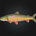 Vibrant Colored Trout Fish With Red Spots Yellow Green Body And Orange Fins