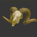 Natural Ram Skull With Curved Horns On Dark Background And Reflection
