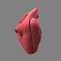 Red Human Heart 3D Rendered Model Displaying Chest Organ Anatomical Details