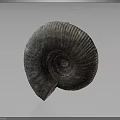 Ancient Marine Ammonite Fossil With Spiral Shell Texture On Gray Background
