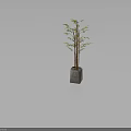 Bamboo Plant In Concrete Square Pot With Green Leaves And Brown Stems