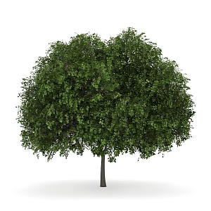 banyan tree outdoor landscape tree plant trees 3d model