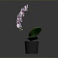Pink Orchid Plant With Purple Spots Flowers And Green Leaves In Black Pot
