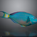 Tropical Fish With Blue Green Purple Scales Yellow Tail And Reflection On Dark Background
